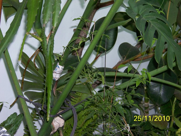 100_4203 - Putina culoare