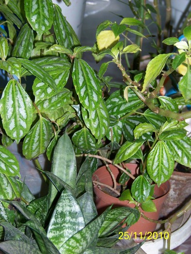 100_4205 - Putina culoare