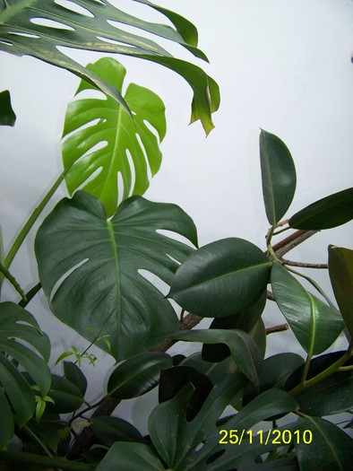 100_4209 - Putina culoare