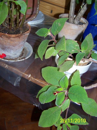 100_4231 - Putina culoare