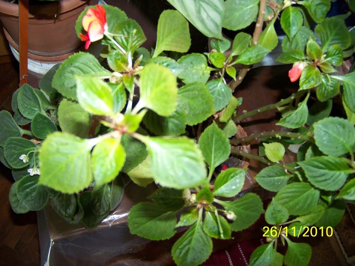 100_4233 - Putina culoare