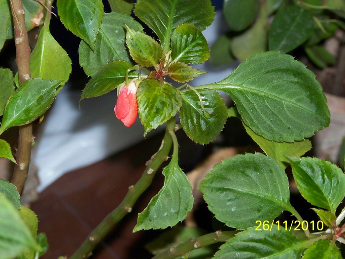 100_4234 - Putina culoare