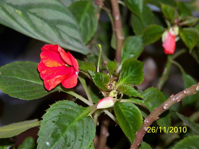 100_4235 - Putina culoare