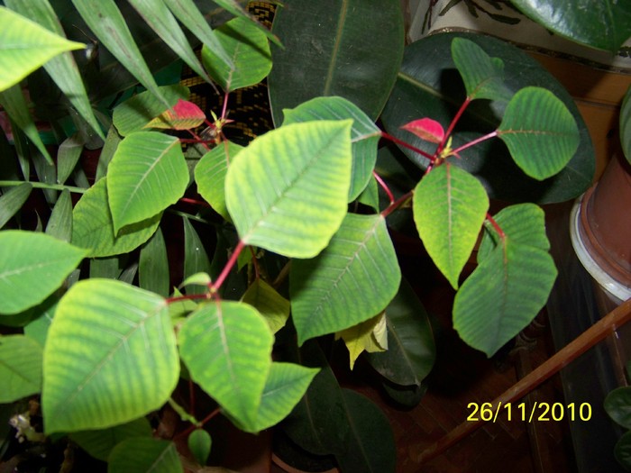 100_4237 - Putina culoare