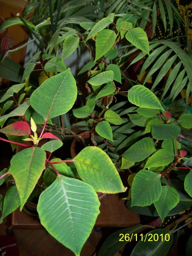 100_4238 - Putina culoare