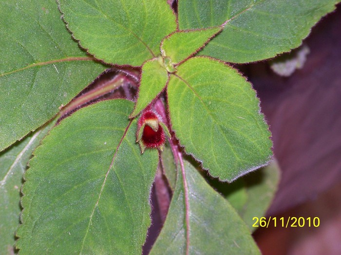 100_4241 - Putina culoare