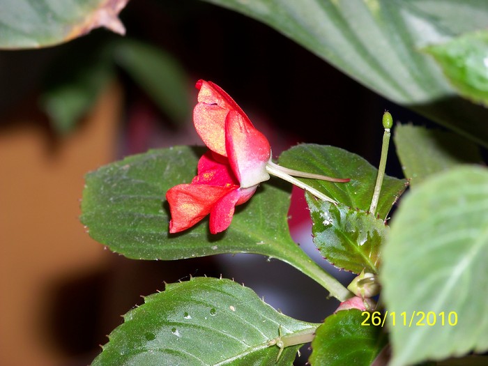 100_4242 - Putina culoare