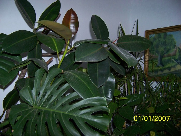 100_4408 - Putina culoare