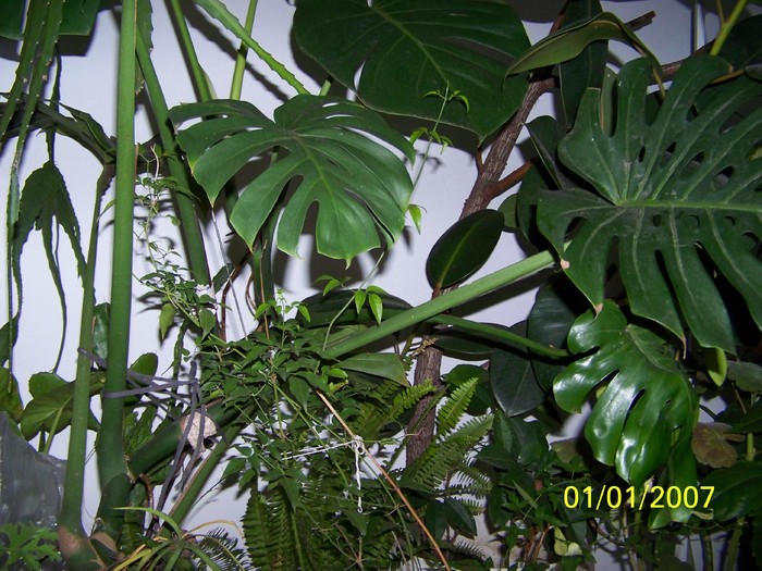 100_4409 - Putina culoare