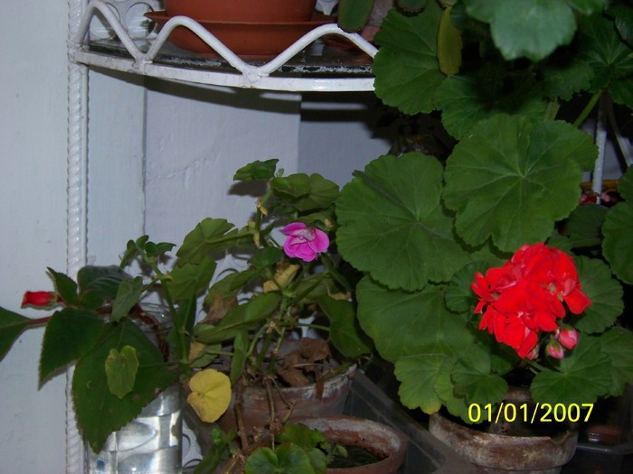 100_4411 - Putina culoare