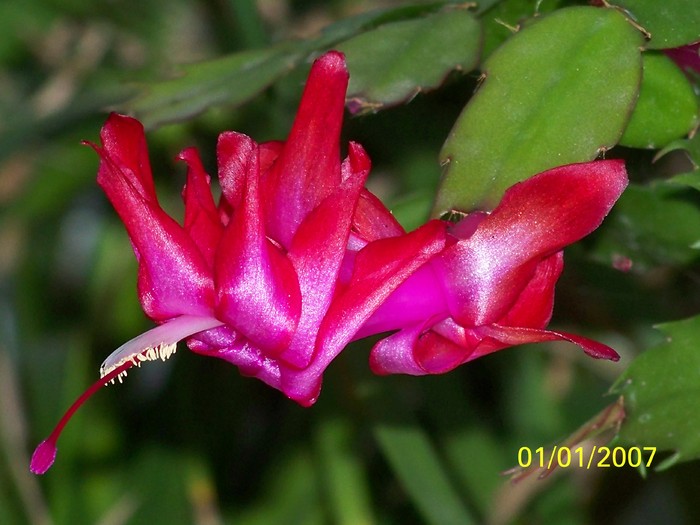 100_4421 - Putina culoare