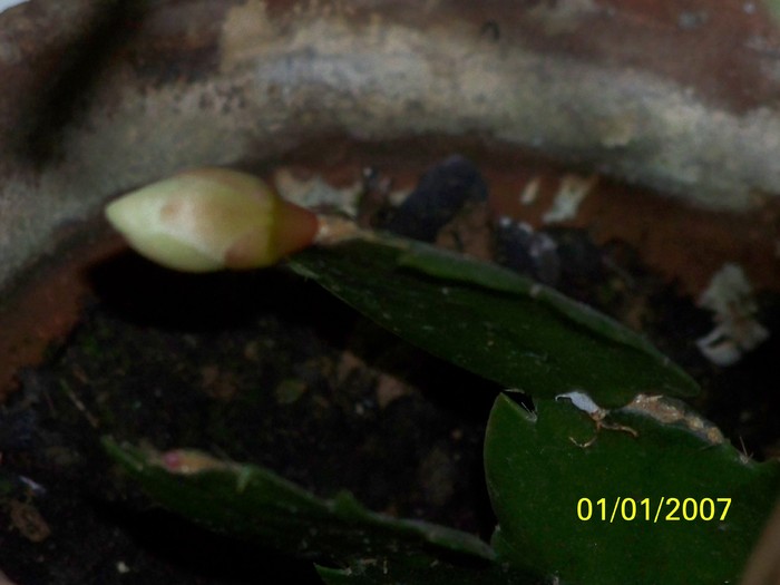 100_4422 - Putina culoare