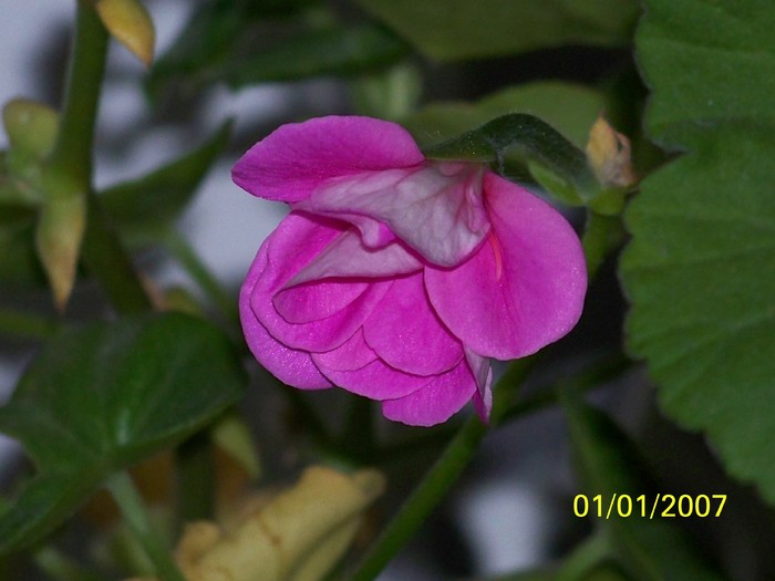 100_4423 - Putina culoare