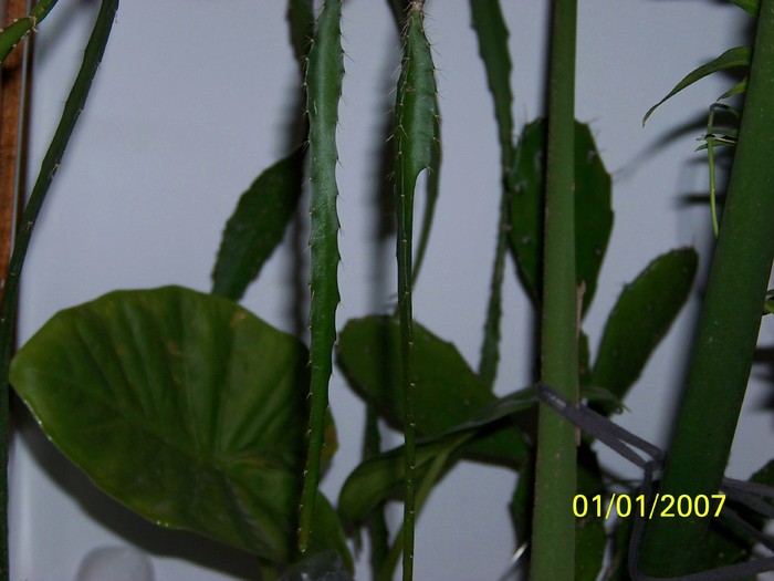 100_4426 - Putina culoare
