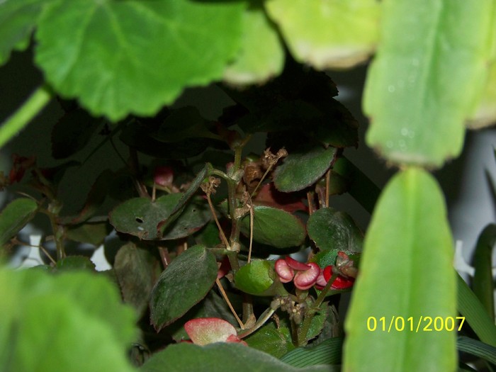 100_4433 - Putina culoare