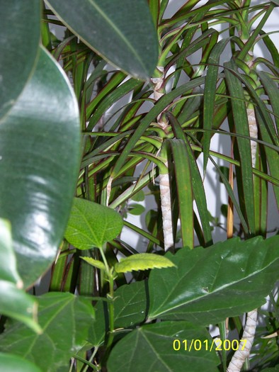 100_4438 - Putina culoare