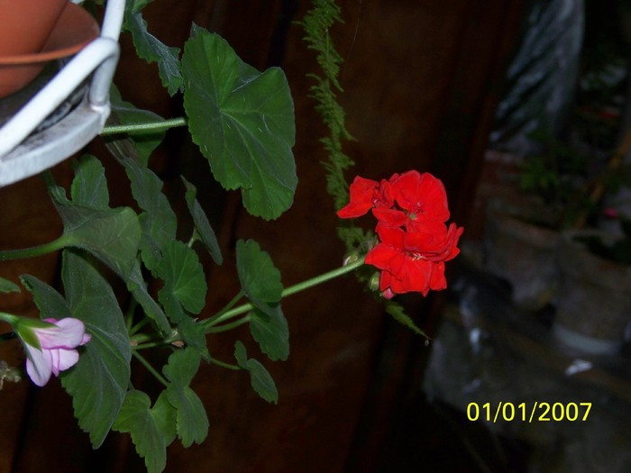 100_4442 - Putina culoare
