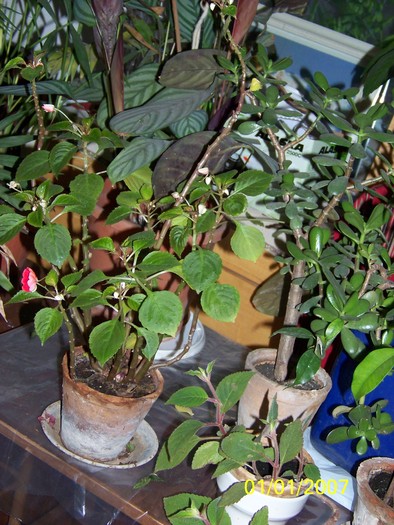100_4505 - Putina culoare