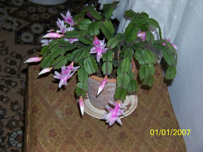100_4510 - Putina culoare
