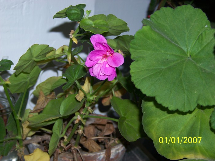 100_4519 - Putina culoare