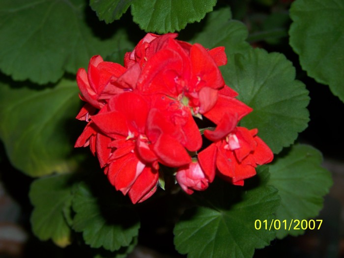 100_4520 - Putina culoare