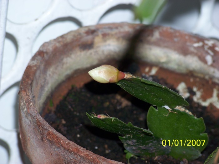 100_4524 - Putina culoare