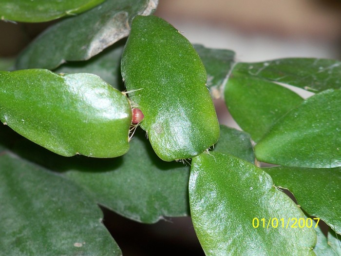 100_4526 - Putina culoare