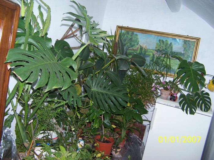 100_4529 - Putina culoare