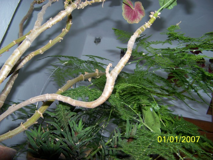 100_4530 - Putina culoare