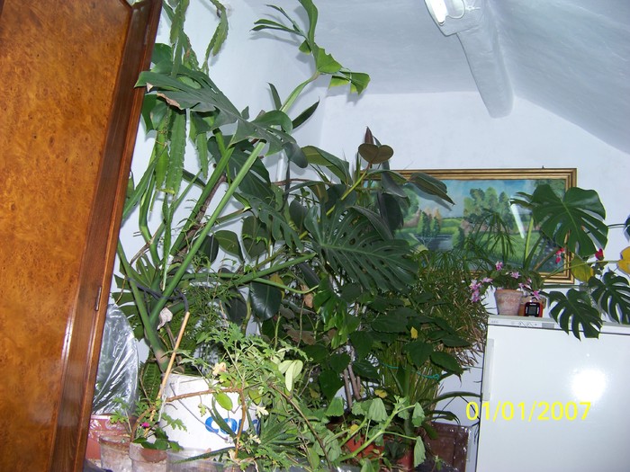 100_4531 - Putina culoare
