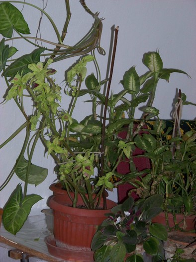 100_4689 - Putina culoare