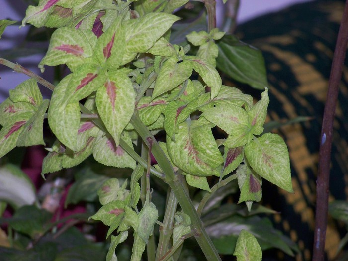100_4698 - Putina culoare