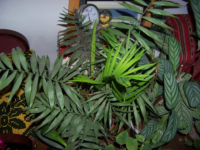 100_4711 - Putina culoare