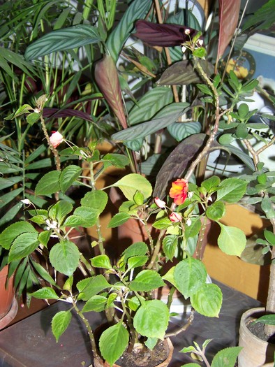 100_4728 - Putina culoare