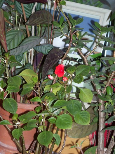 100_4729 - Putina culoare