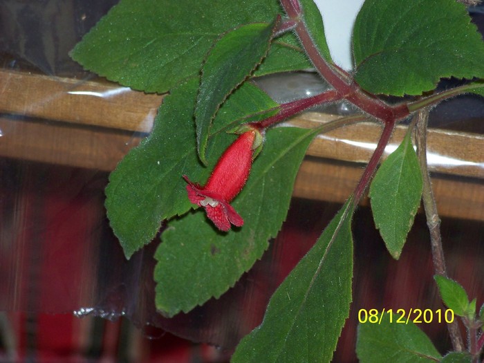 100_4955 - Putina culoare