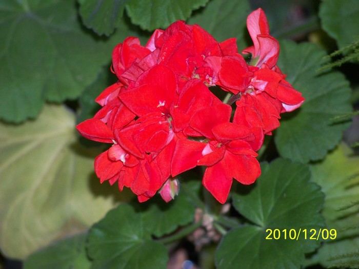 100_5087 - Putina culoare