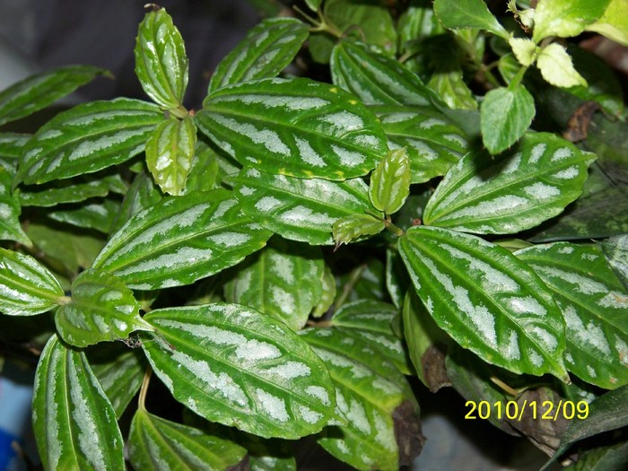 100_5090 - Putina culoare