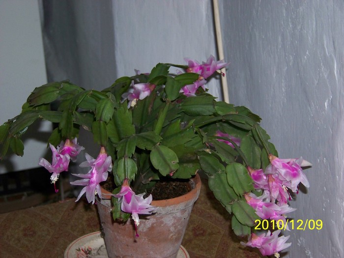 100_5096 - Putina culoare