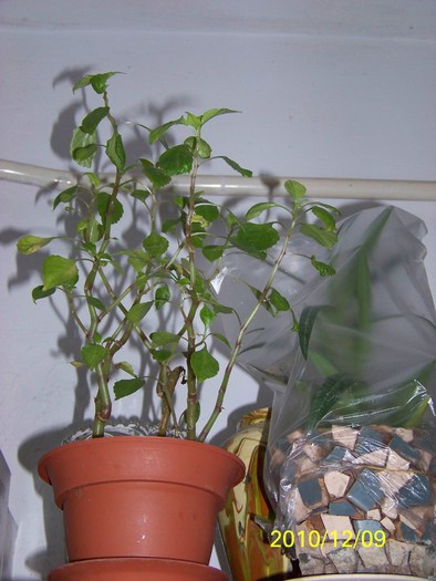 100_5132 - Putina culoare