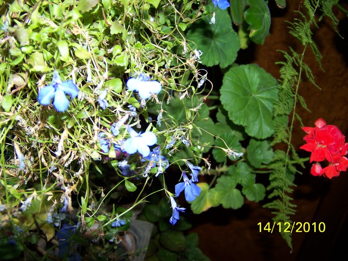100_5512 - Putina culoare