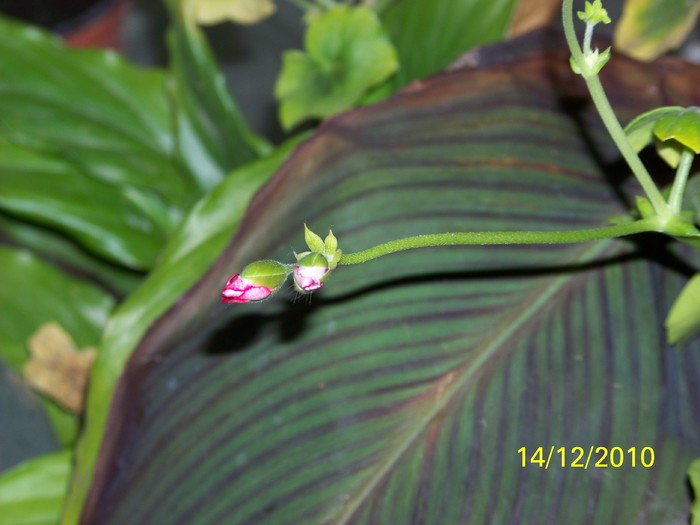 100_5517 - Putina culoare