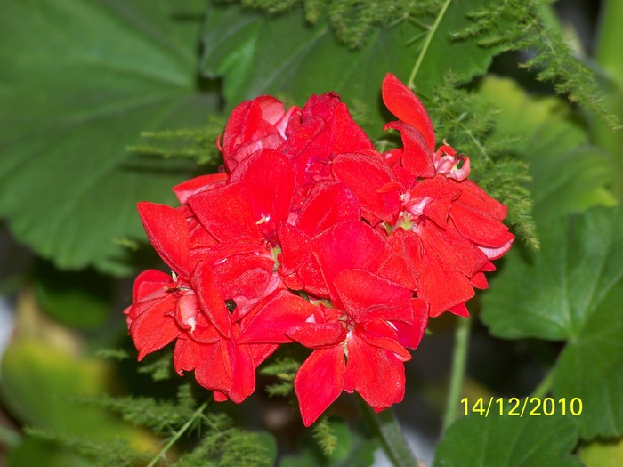 100_5521 - Putina culoare