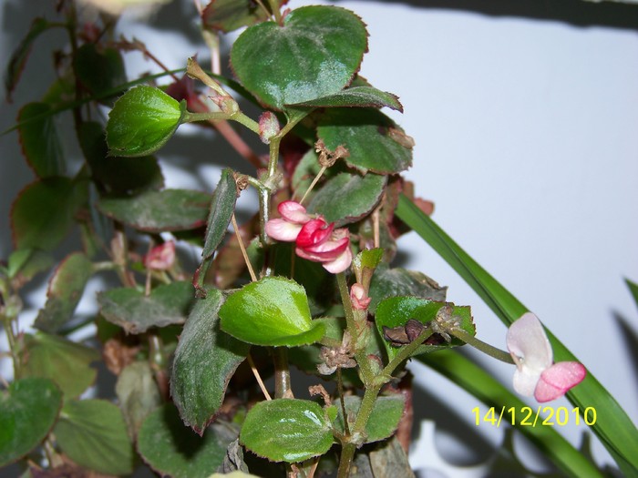 100_5523 - Putina culoare