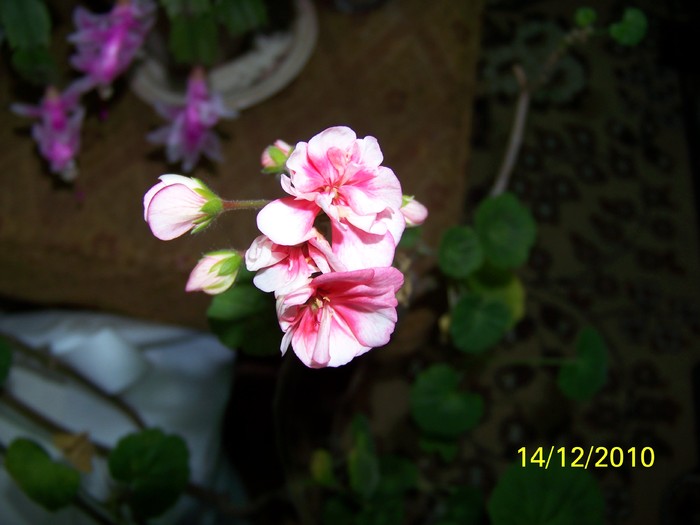 100_5539 - Putina culoare
