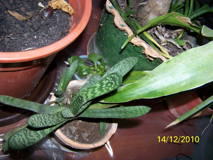 100_5541 - Putina culoare