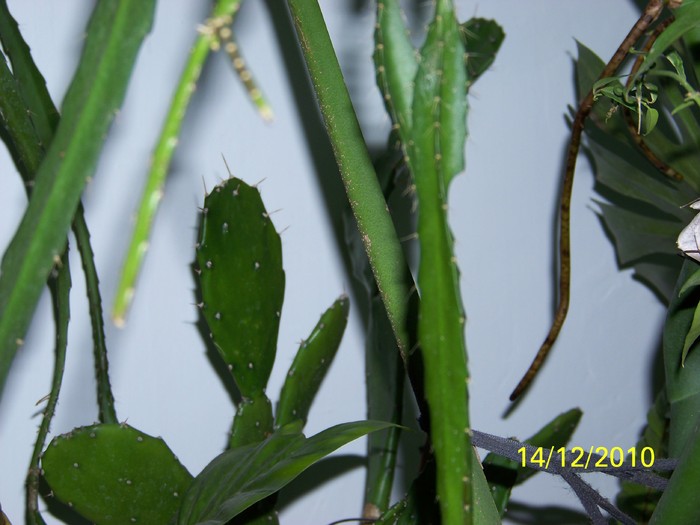 100_5553 - Putina culoare
