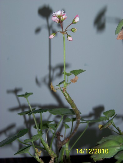 100_5558 - Putina culoare