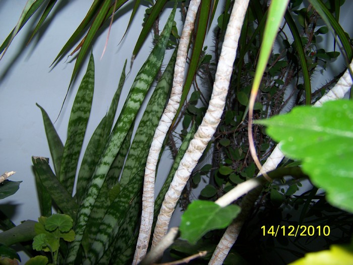 100_5559 - Putina culoare