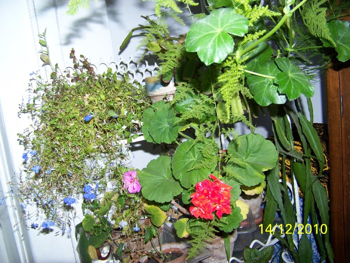 100_5567 - Putina culoare